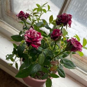 Meet your Posher, Cherylyn